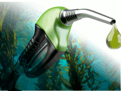 Les automobiles pourraient-ils un jour fonctionner avec du biocarburant fabriqué à partir d'algues?
