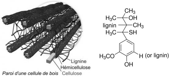 lignine